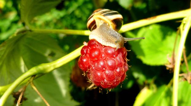 raspberries, snail, berry Wallpaper 1024x600 Resolution