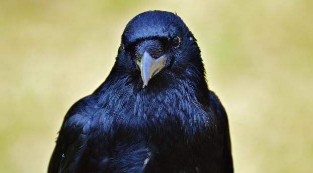 raven, bird, beak Wallpaper