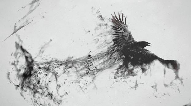 Raven Bird Flying Wallpaper 2560x1024 Resolution