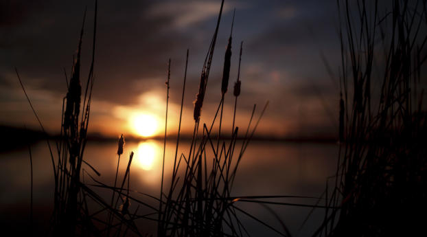 reeds, sunset, swamp Wallpaper