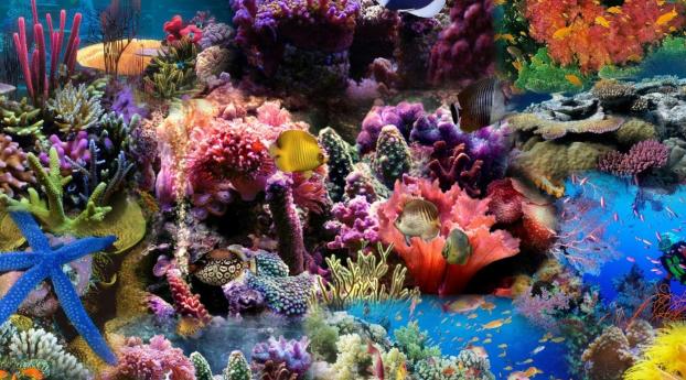 reef, coral, fish Wallpaper