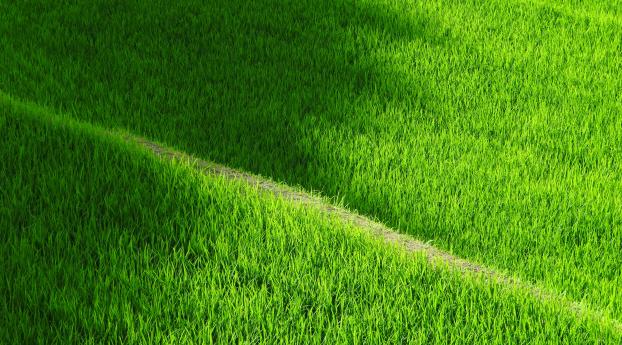 rice field, yamada, grass Wallpaper