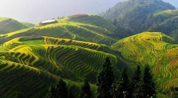 Rice Terrace in China Wallpaper 1333x768 Resolution