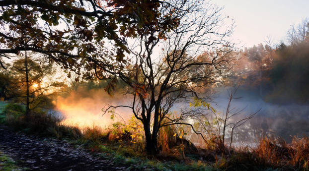 river, fog, trees Wallpaper