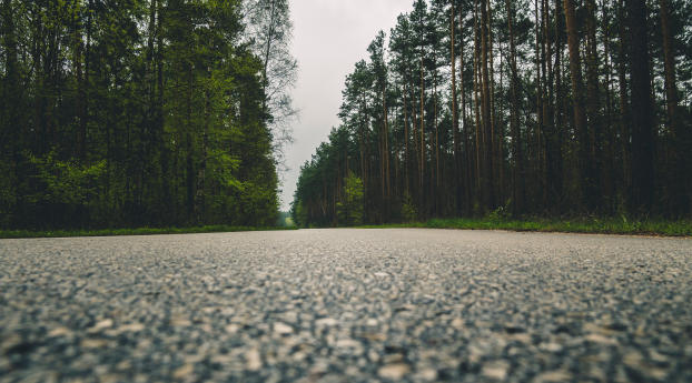 road, trees, close-up Wallpaper 2048x1152 Resolution