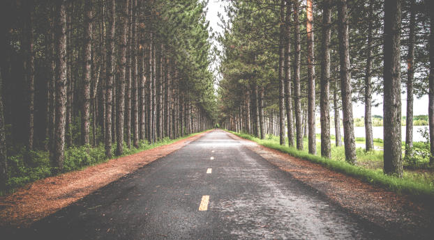 road, trees, marking Wallpaper 480x854 Resolution