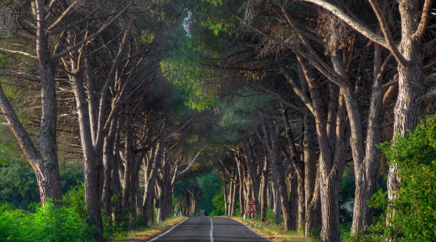 road, trees, signs Wallpaper 2560x1700 Resolution