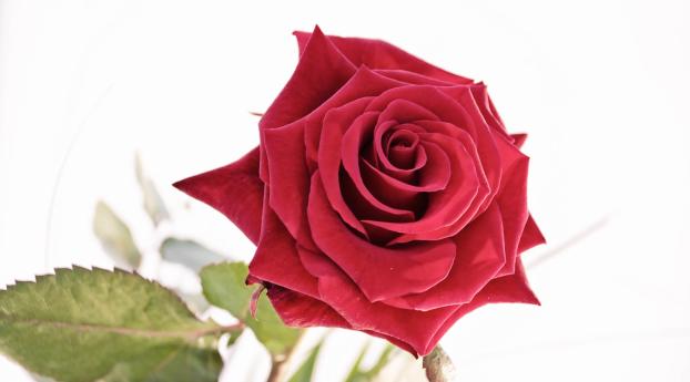rose, bud, red Wallpaper 540x960 Resolution