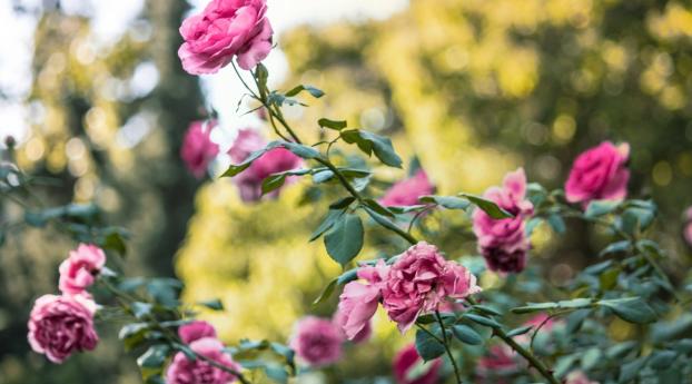 rose, bush, flower buds Wallpaper 2560x1440 Resolution
