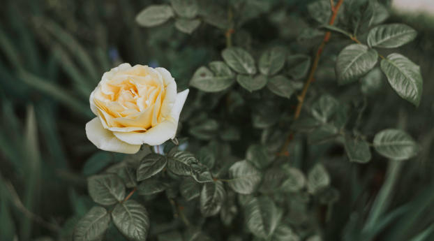rose, bush, flower Wallpaper 3840x1080 Resolution