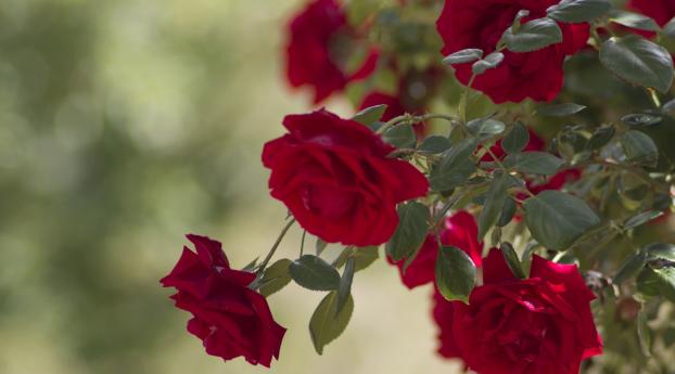 rose, bush, flowers Wallpaper 2560x1024 Resolution
