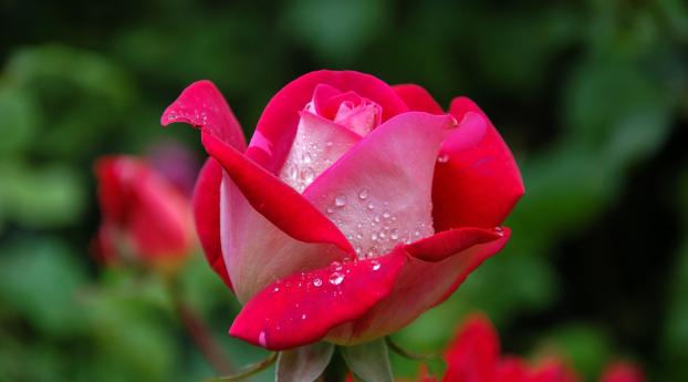 rose, drops, bud Wallpaper 1080x2316 Resolution
