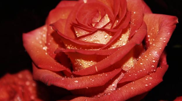 rose, drops, petals Wallpaper 1920x1080 Resolution