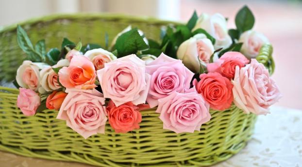 rose, flower, basket Wallpaper 3840x2400 Resolution