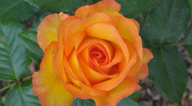 rose, flower, bright Wallpaper 3840x2160 Resolution
