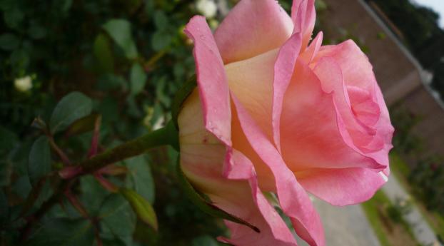 rose, flower, flowerbed Wallpaper 1080x1620 Resolution