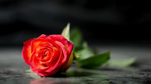 rose, flower, lies Wallpaper 480x854 Resolution