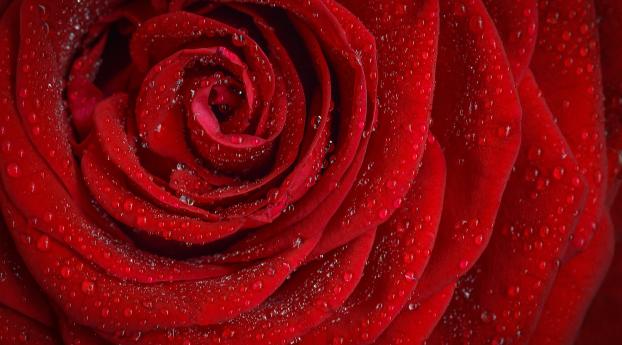 rose, flower, petals Wallpaper