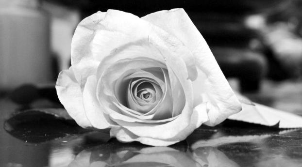 rose, flower, reflection Wallpaper 640x1136 Resolution