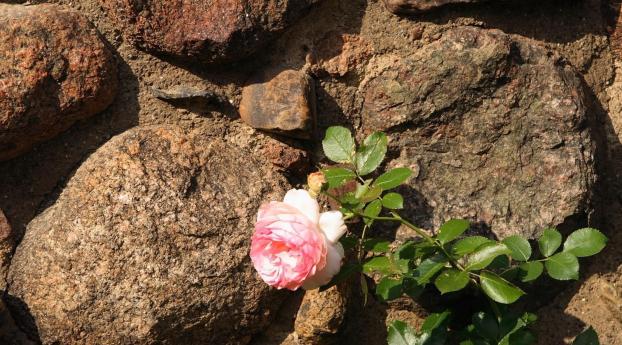 rose, flower, stones Wallpaper