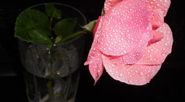 rose, flower, vase Wallpaper 1500x768 Resolution