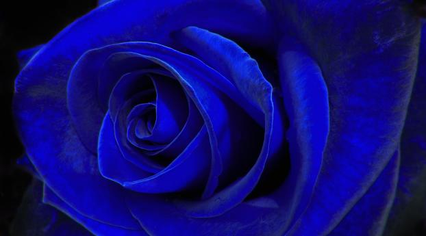 480x854 Rose Macro Android One Mobile Wallpaper, HD Flowers 4K Wallpapers,  Images, Photos and Background - Wallpapers Den