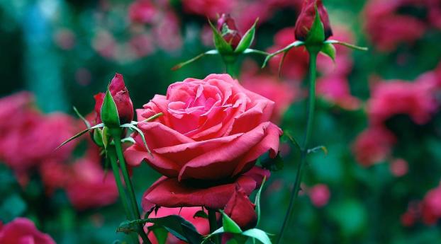 rose, petals, bud Wallpaper 2880x1800 Resolution