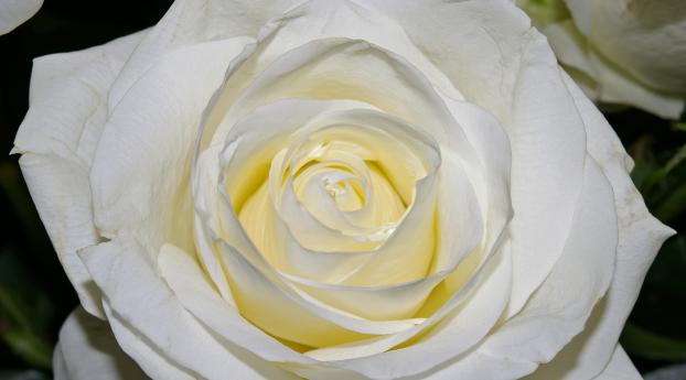 rose, petals, close-up Wallpaper 1024x576 Resolution