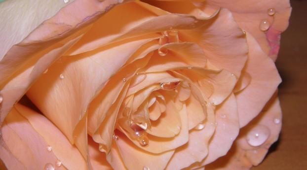 rose, petals, drops Wallpaper