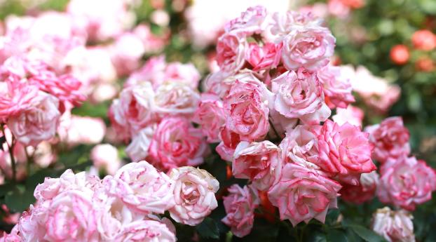 rose, pink, buds Wallpaper 2560x1080 Resolution
