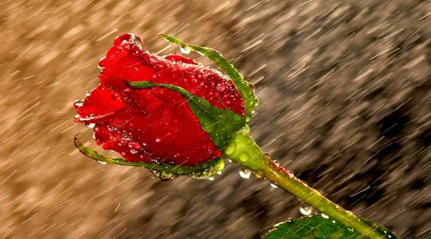 rose, rain, drops Wallpaper 1125x2436 Resolution