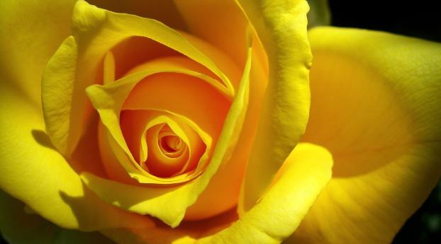 rose, yellow, bud Wallpaper