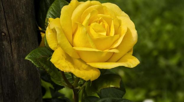 rose, yellow, wood Wallpaper 2560x1080 Resolution