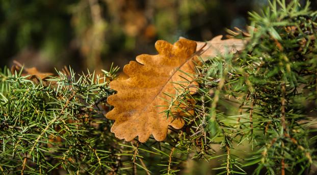 rosemary, oak, leaves Wallpaper 1242x2688 Resolution