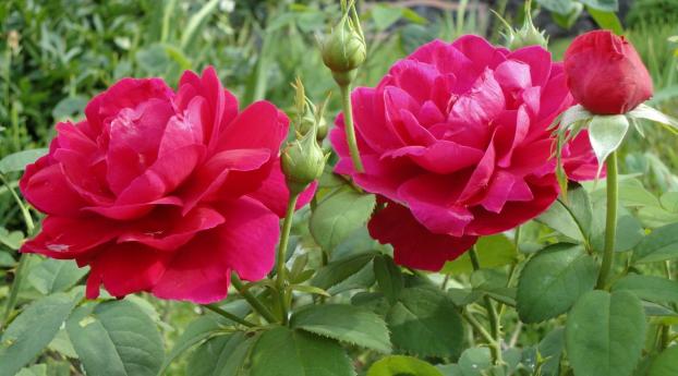 roses, flowers, couple Wallpaper 320x480 Resolution