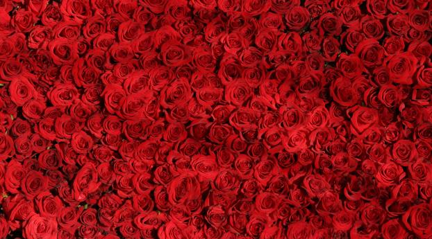 roses, flowers, many Wallpaper 1080x2248 Resolution