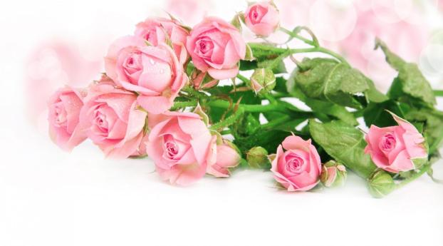 roses, flowers, tender Wallpaper 1080x1620 Resolution