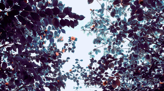 roses, flowers, trees Wallpaper 640x1136 Resolution
