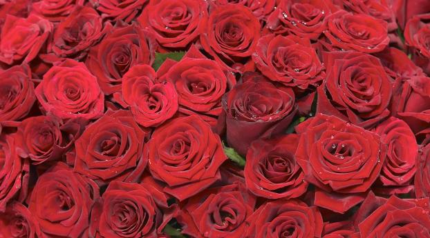 roses, red, bouquet Wallpaper 1920x1200 Resolution