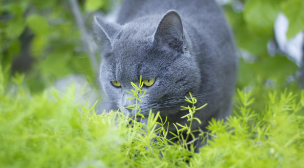 russian blue, cat, grass Wallpaper 1080x2460 Resolution