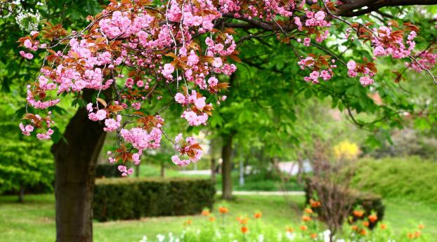sakura, bloom, spring Wallpaper 1350x689 Resolution