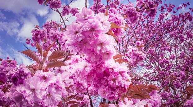 sakura, cherry, flowers Wallpaper 1080x2048 Resolution