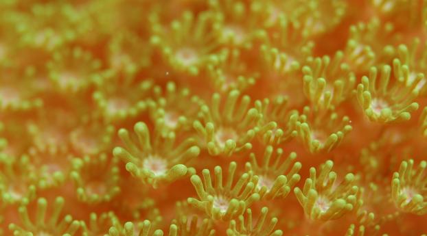 sea anemones, algae, underwater world Wallpaper 1235x338 Resolution