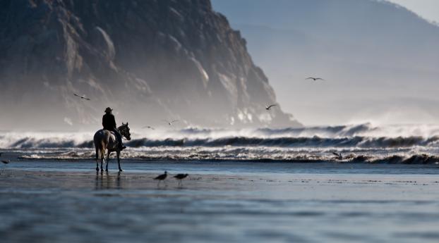 sea​​, beach, horse Wallpaper 2048x1152 Resolution