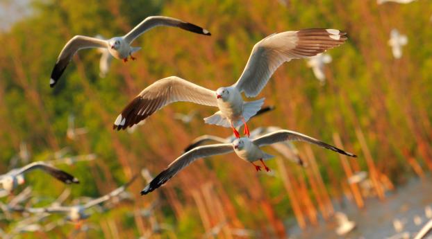 seagulls, birds, flying Wallpaper 1080x2280 Resolution