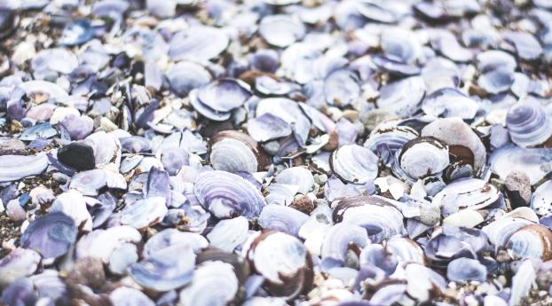 seashells, beach, sea Wallpaper 1920x1200 Resolution