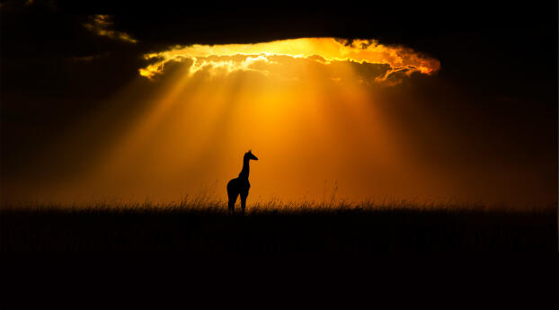 Shadow of Young Giraffe HD Sunset Wallpaper 640x1136 Resolution
