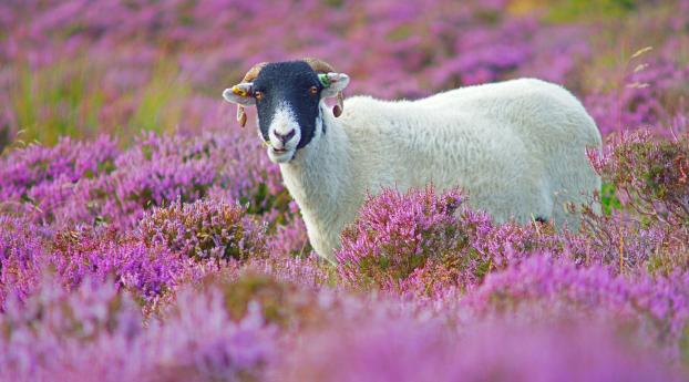 sheep, grass, flowers Wallpaper 1600x256 Resolution