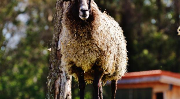 sheep, hair, grass Wallpaper 1280x800 Resolution