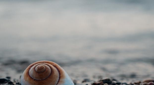shell, sea, stones Wallpaper 1080x2280 Resolution